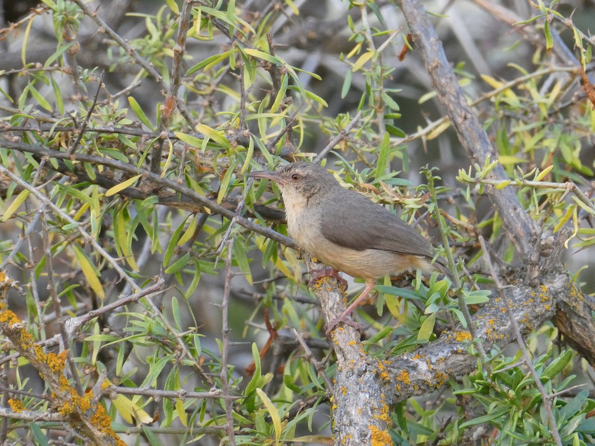 Long-billed Crombec - ML642960086
