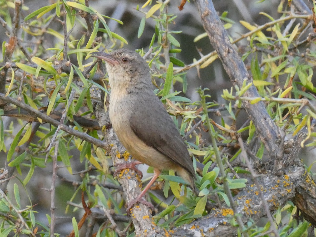 Long-billed Crombec - ML642960091