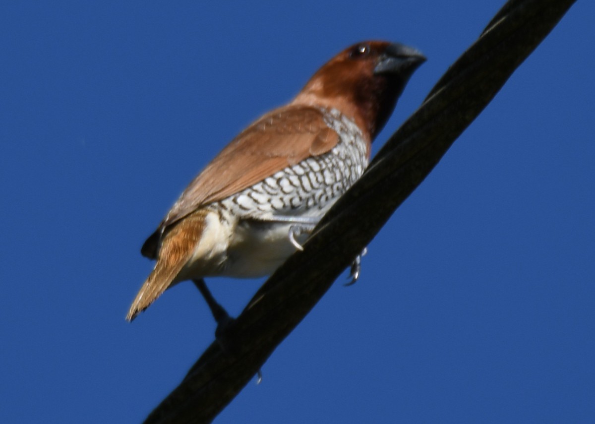 Munia pettosquamato - ML642960093