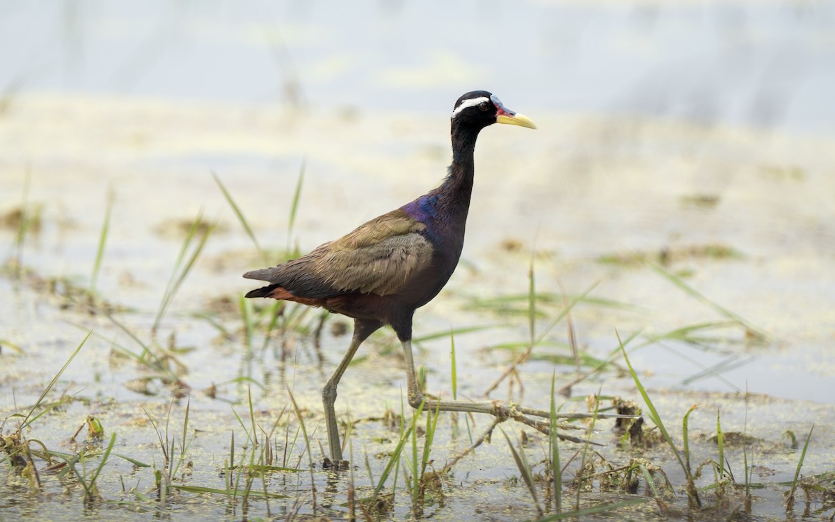 Bronze-winged Jacana - ML642960101