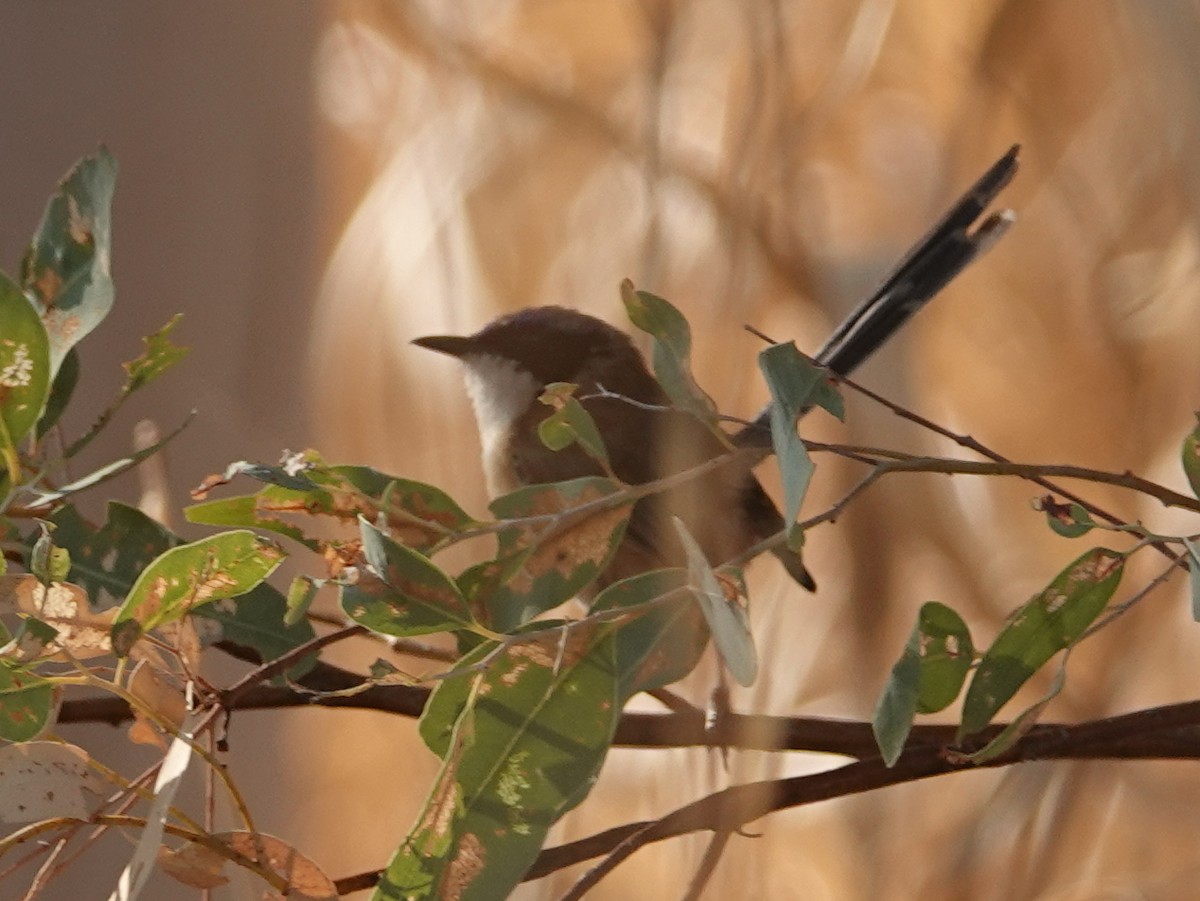 Purple-crowned Fairywren - ML642960110