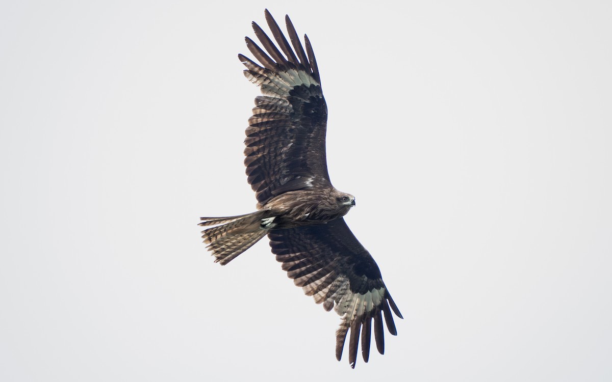 luňák hnědý - ML642960114