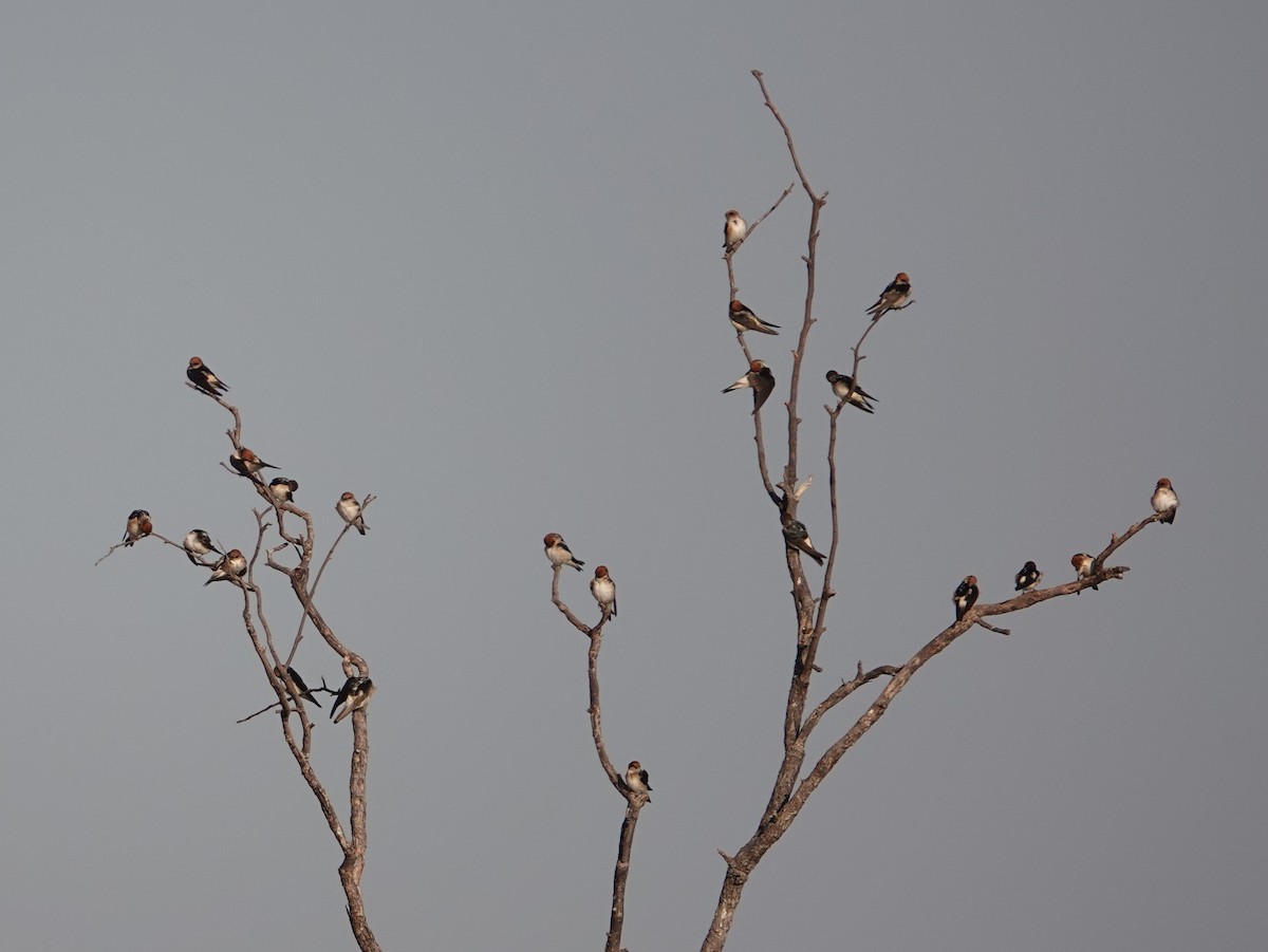 Ariel enara - ML642960147