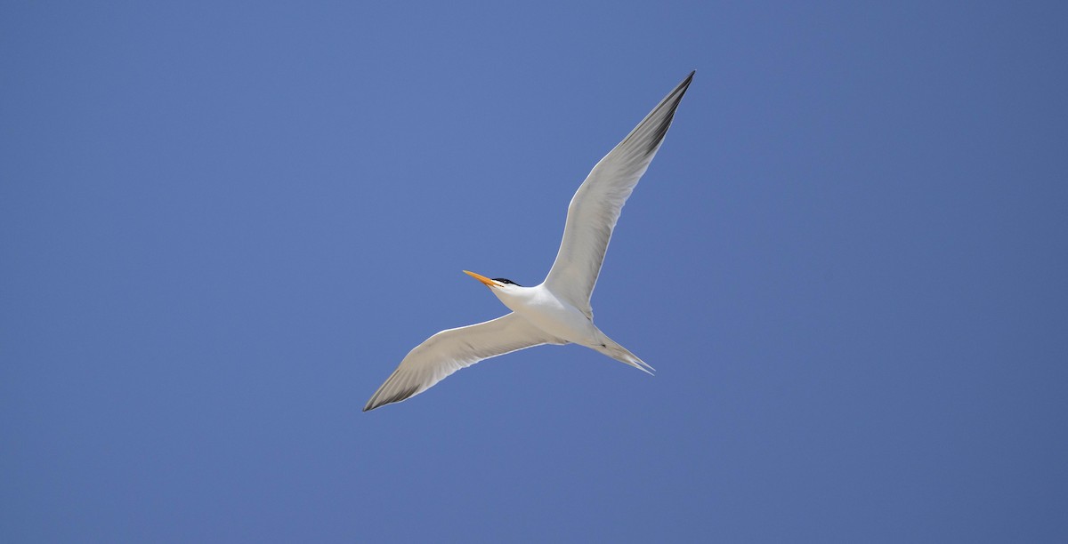 Lesser Crested Tern - ML642960159