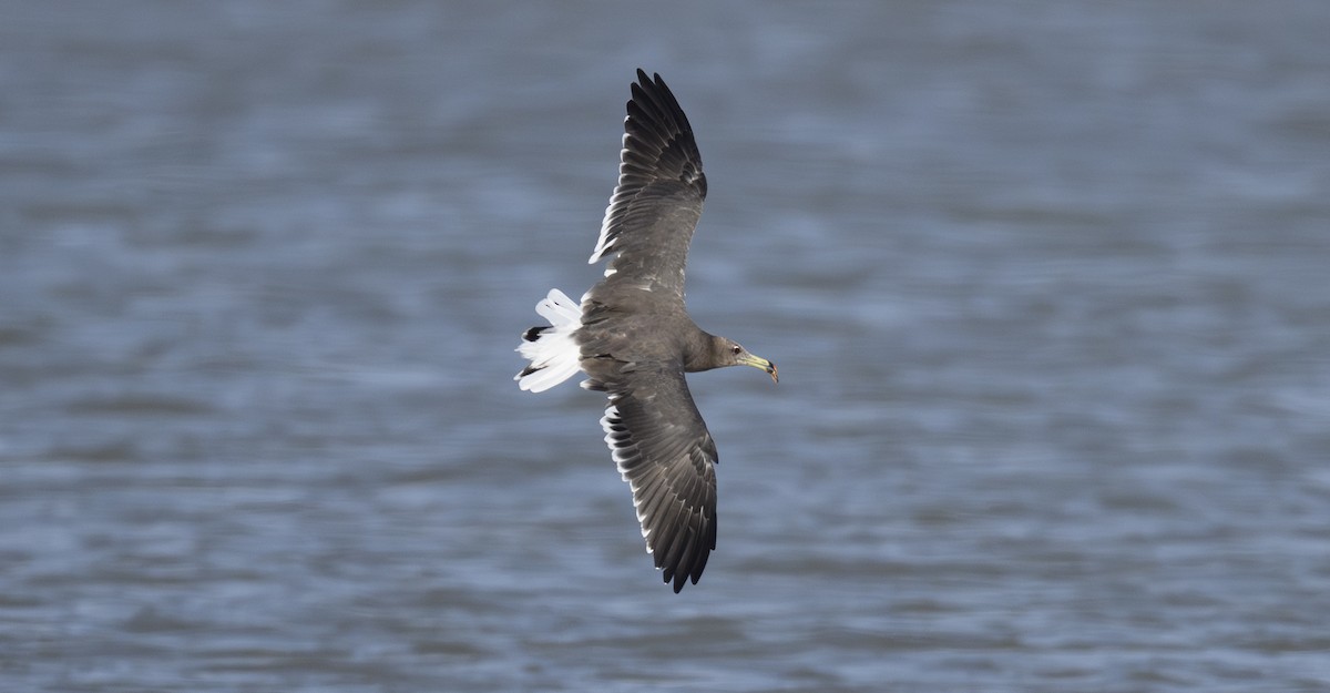 Sooty Gull - ML642960167