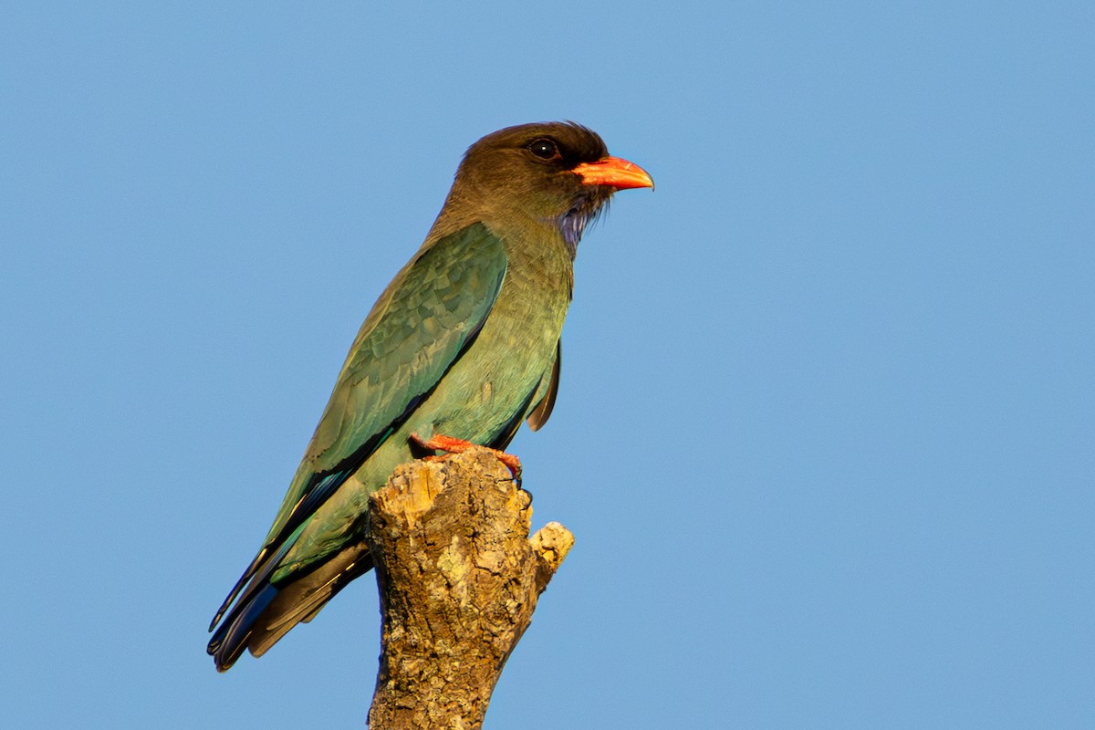Dollarbird - ML642960215