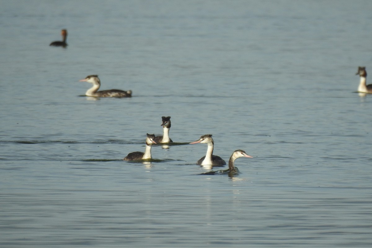 Great Crested Grebe - ML642960220