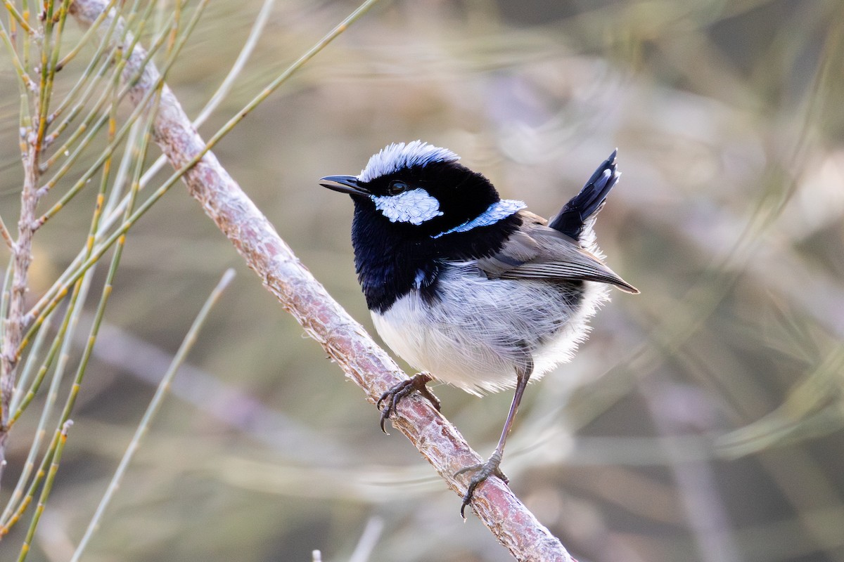 Superb Fairywren - ML642960225