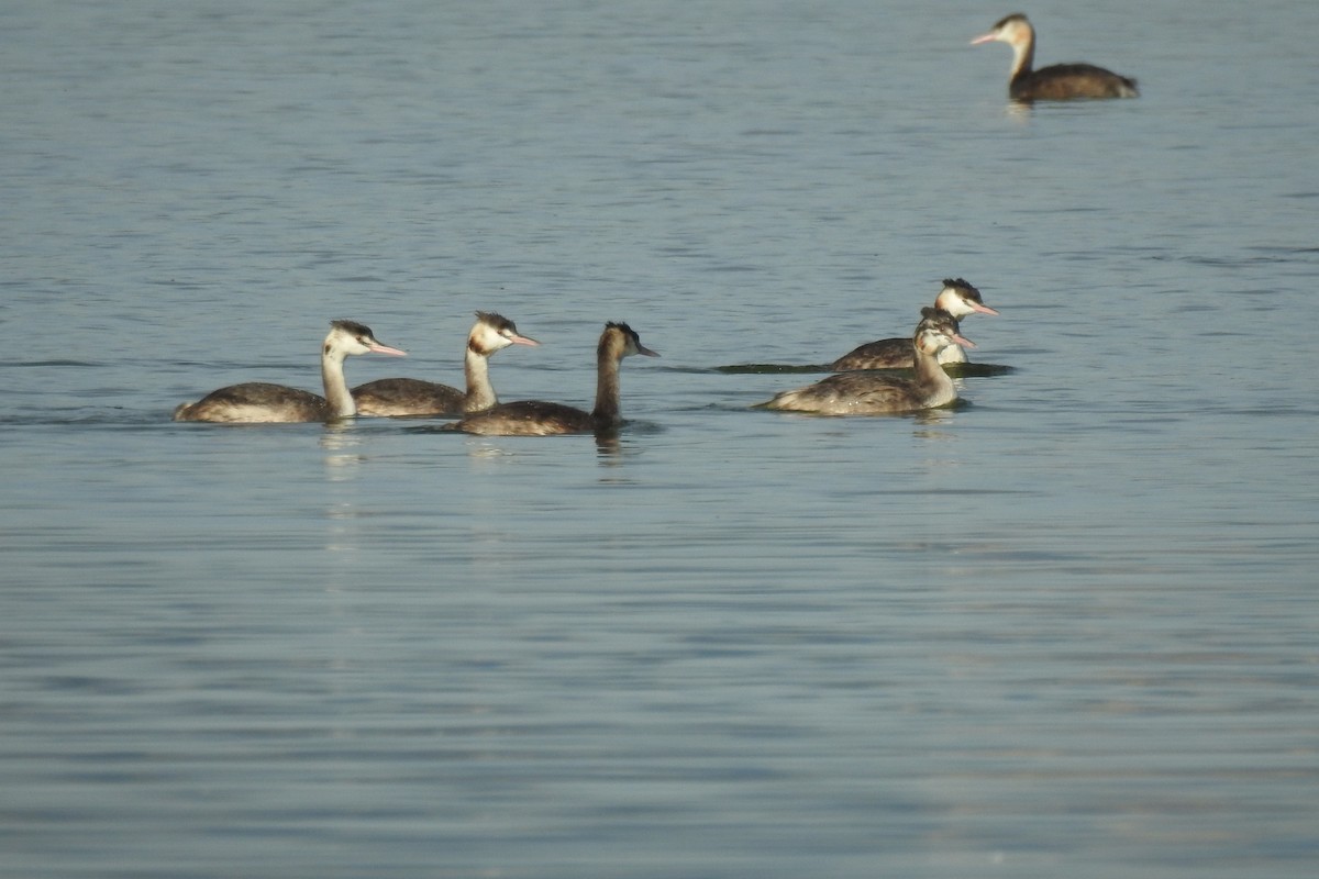 Great Crested Grebe - ML642960241