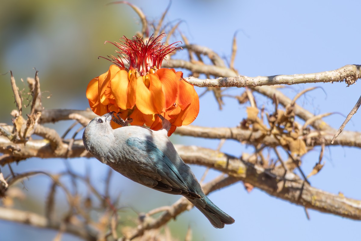 Sayaca Tanager - ML642960279