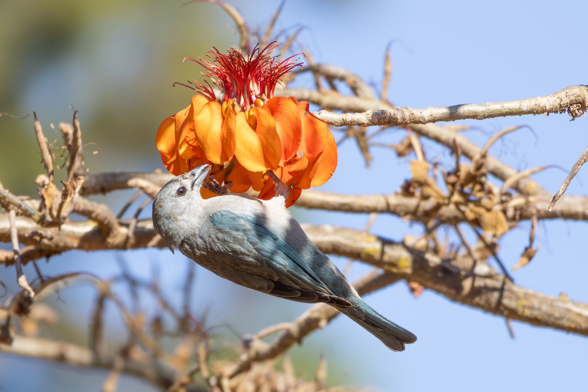 Sayaca Tanager - ML642960280