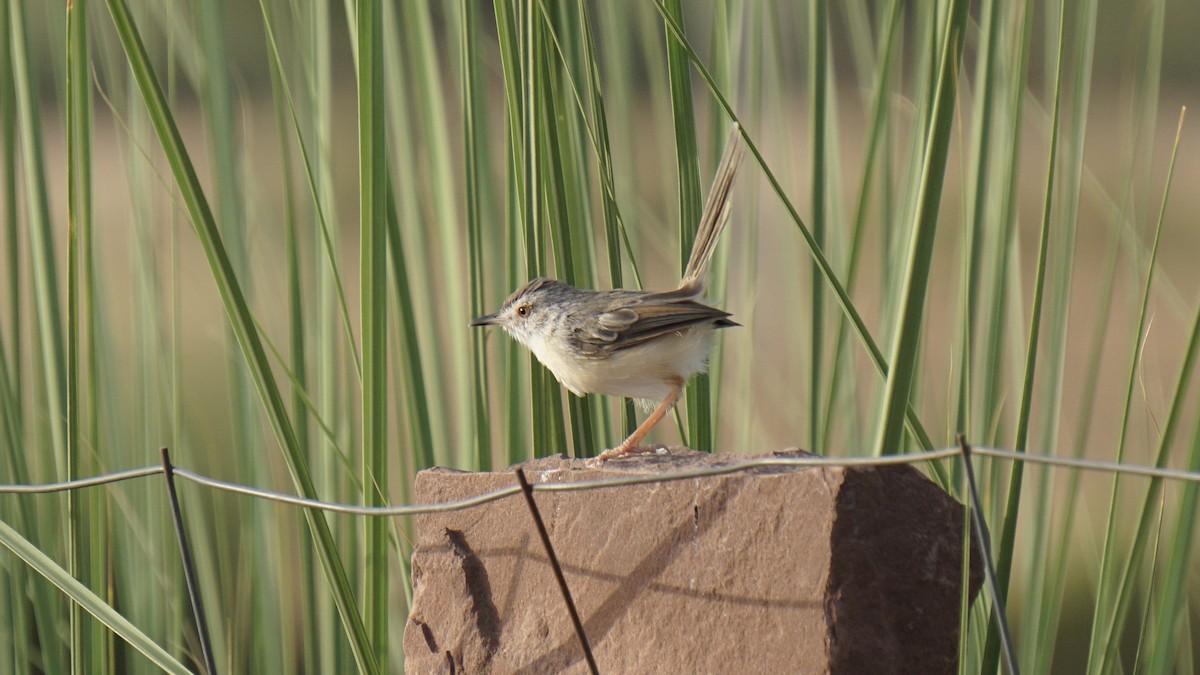 Plain Prinia - ML642960291