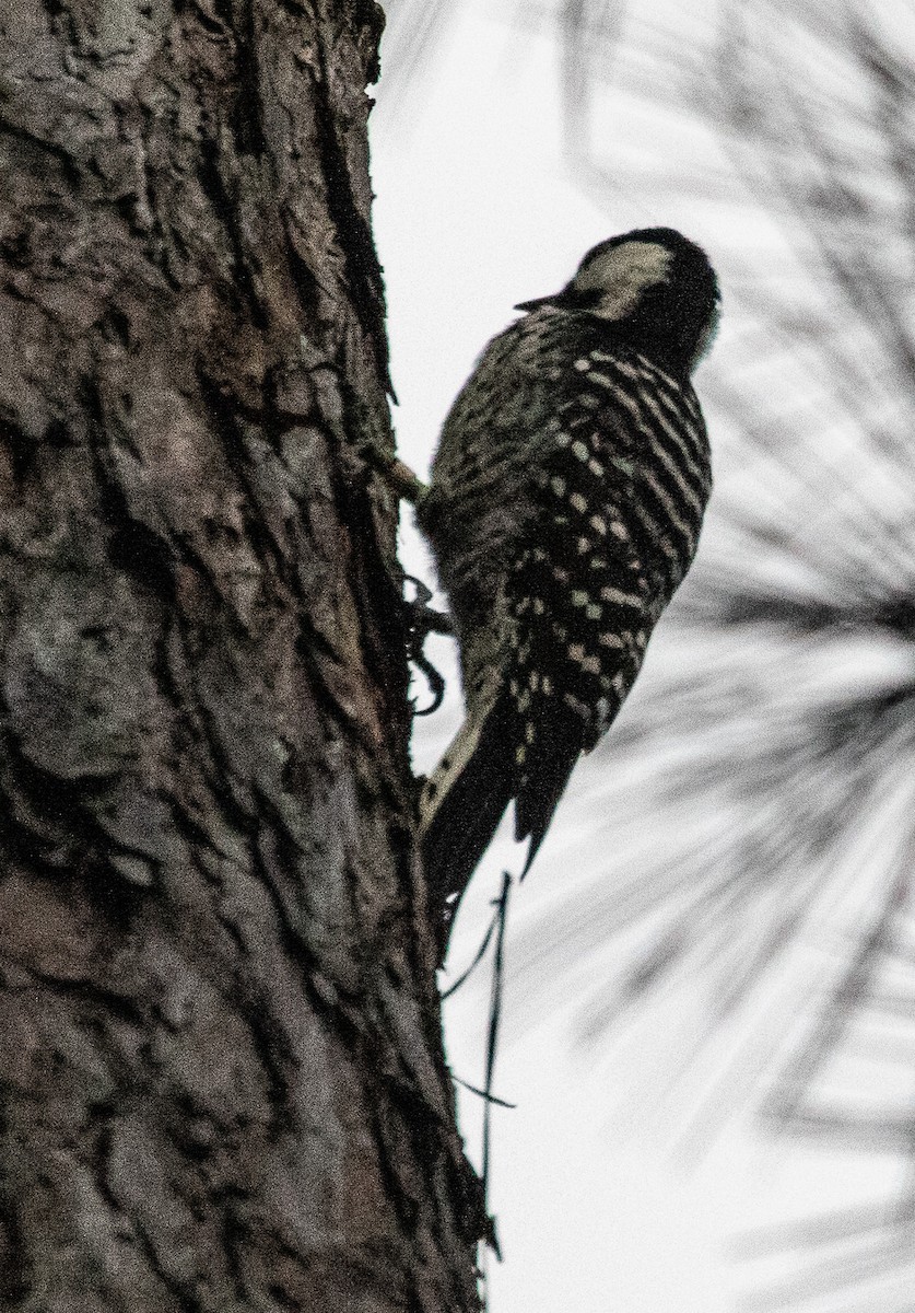 Red-cockaded Woodpecker - ML642960308
