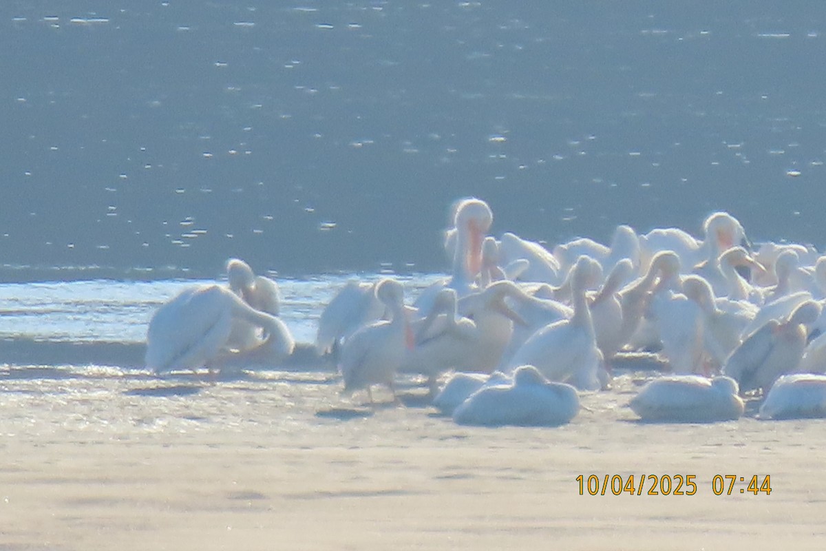 American White Pelican - ML642960337