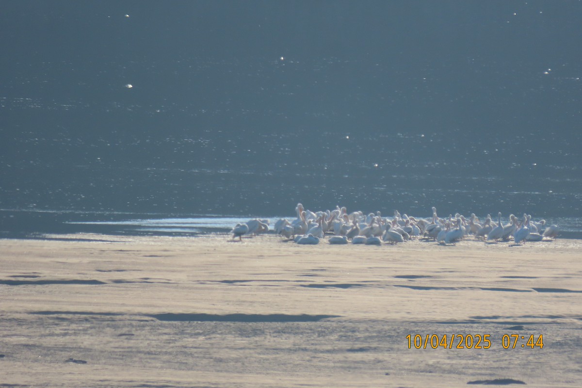 American White Pelican - ML642960338