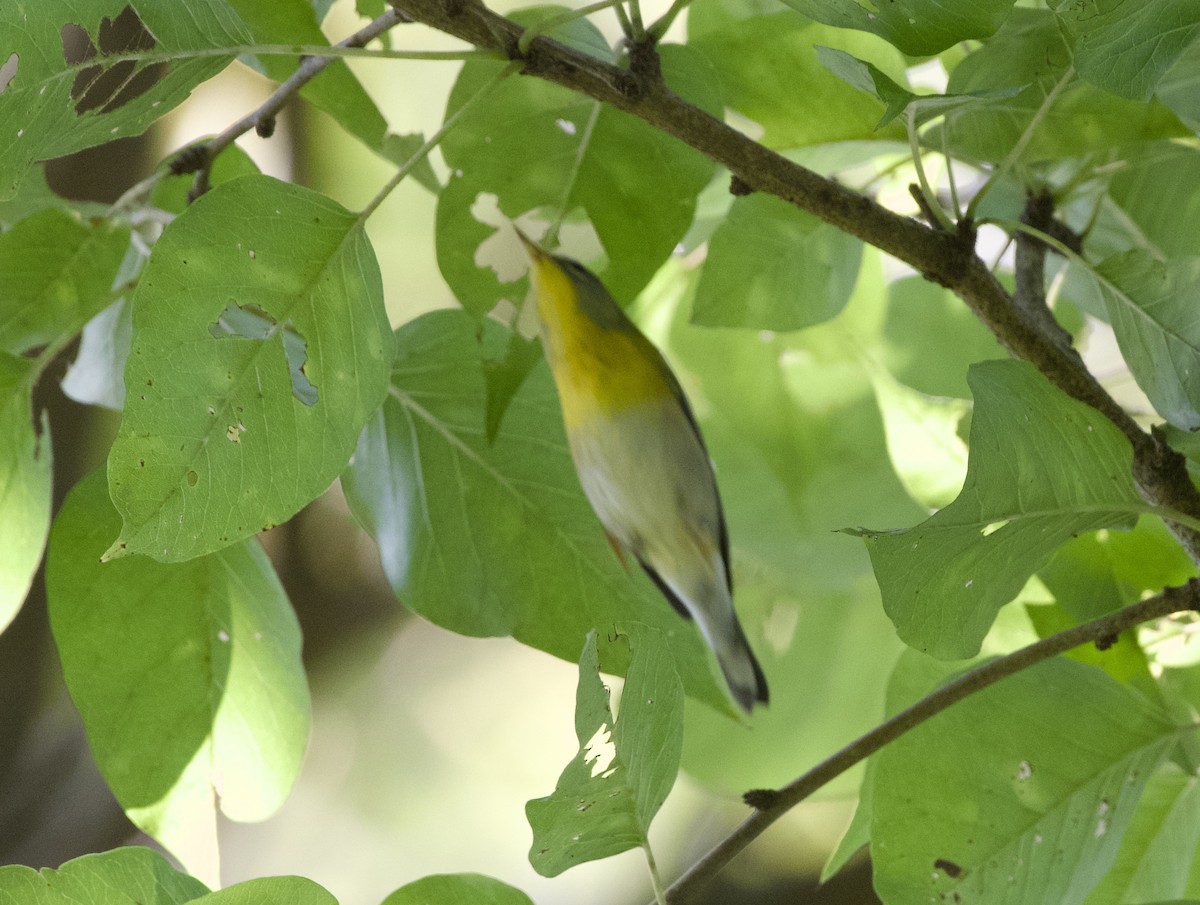 Northern Parula - ML642960341