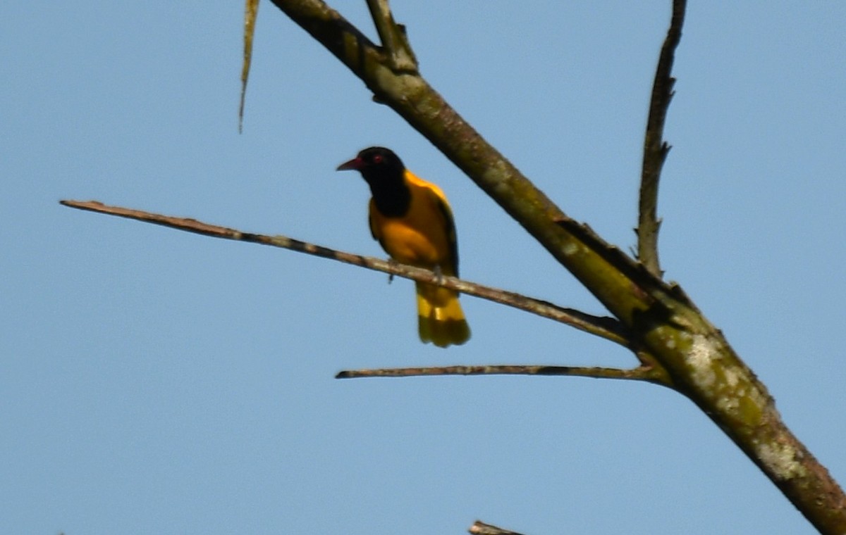 Black-hooded Oriole - ML642960342