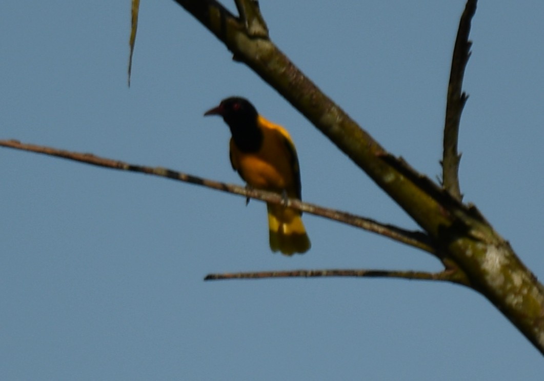 Black-hooded Oriole - ML642960344