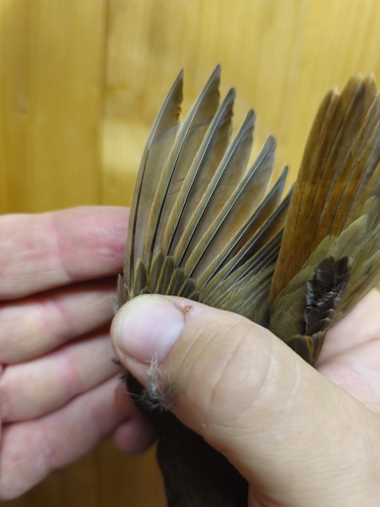 Thrush Nightingale - ML642960348