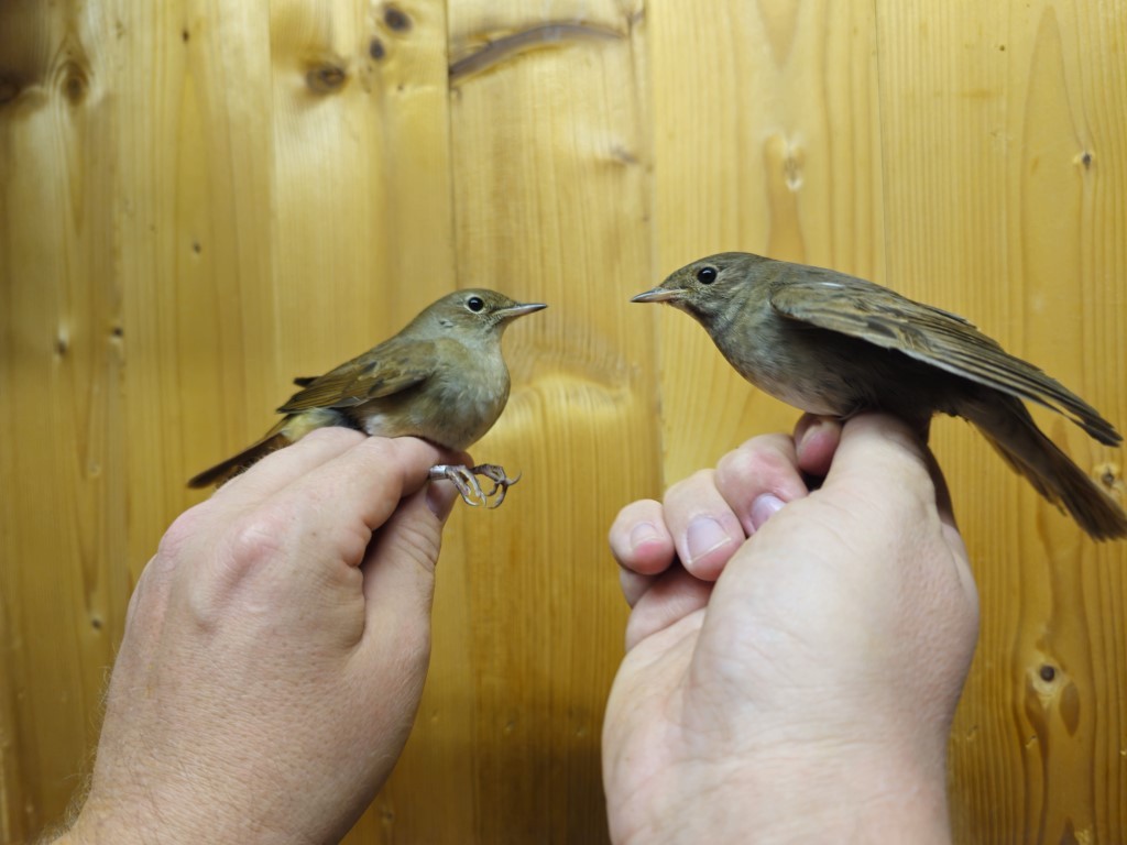 Thrush Nightingale - ML642960349