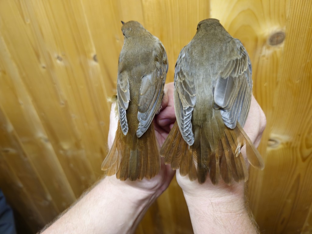 Thrush Nightingale - ML642960350