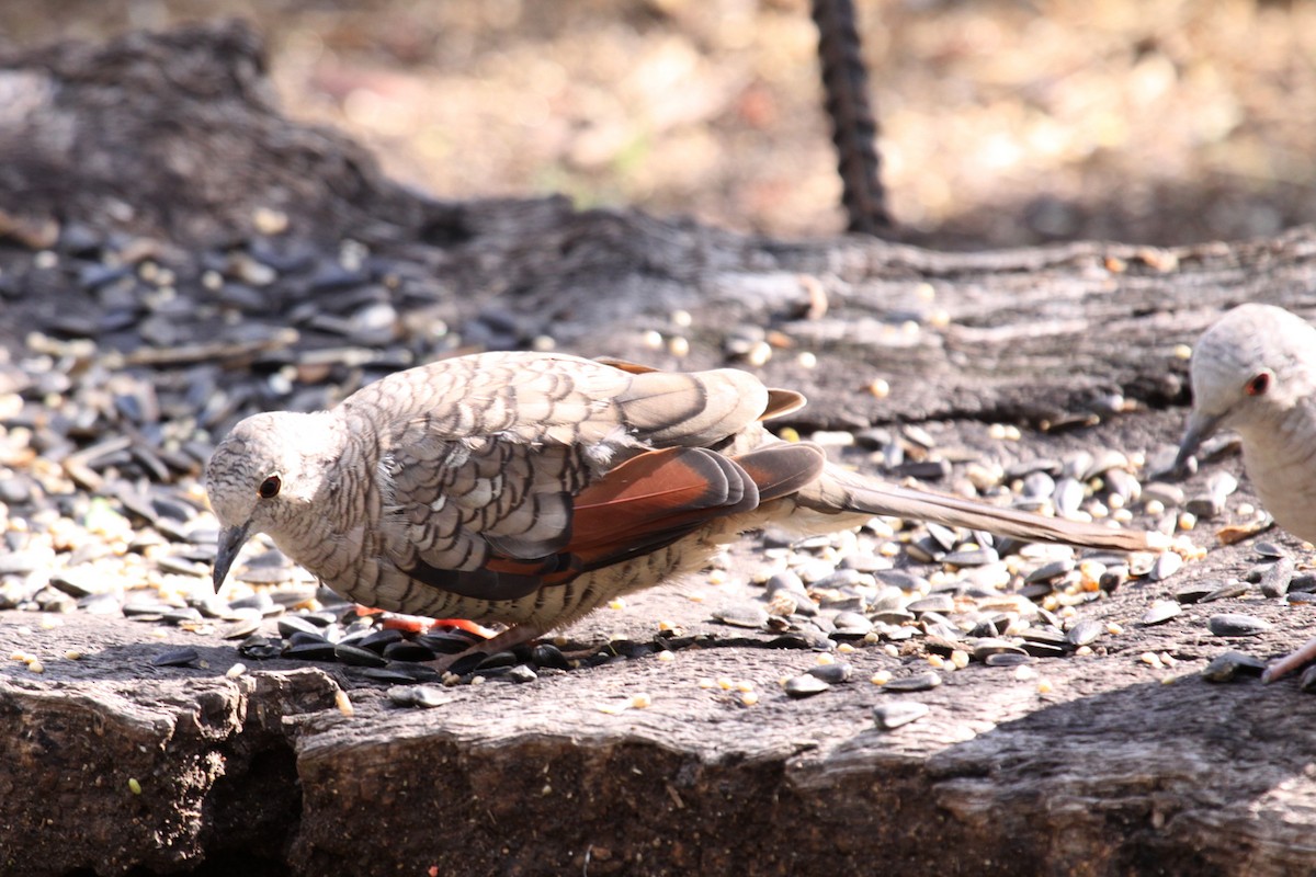 Inca Dove - ML642960360
