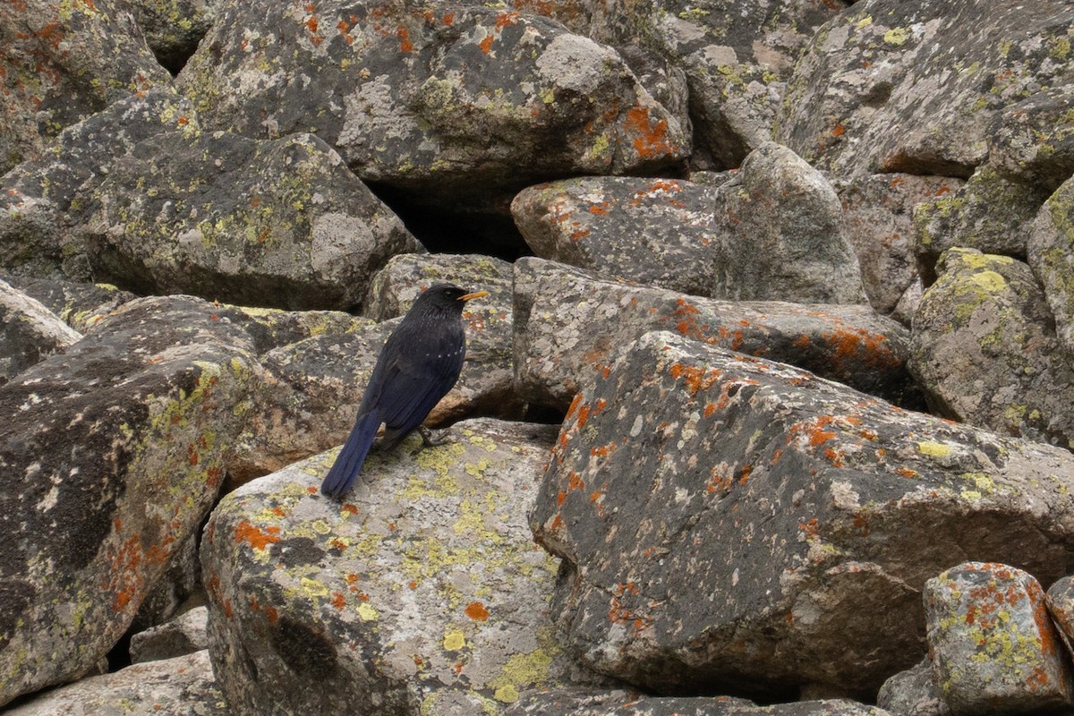 Blue Whistling-Thrush - ML642960374