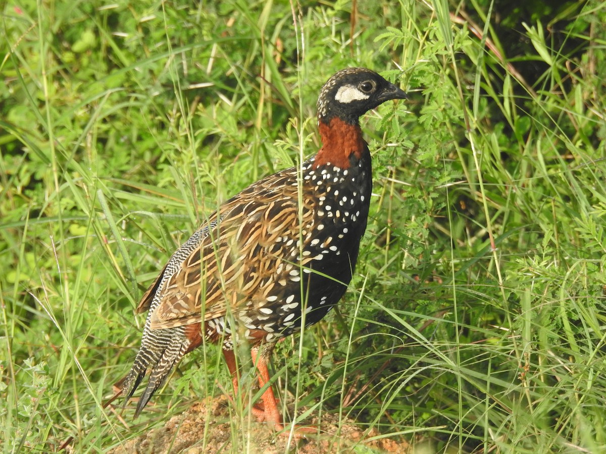 Francolin noir - ML642960387