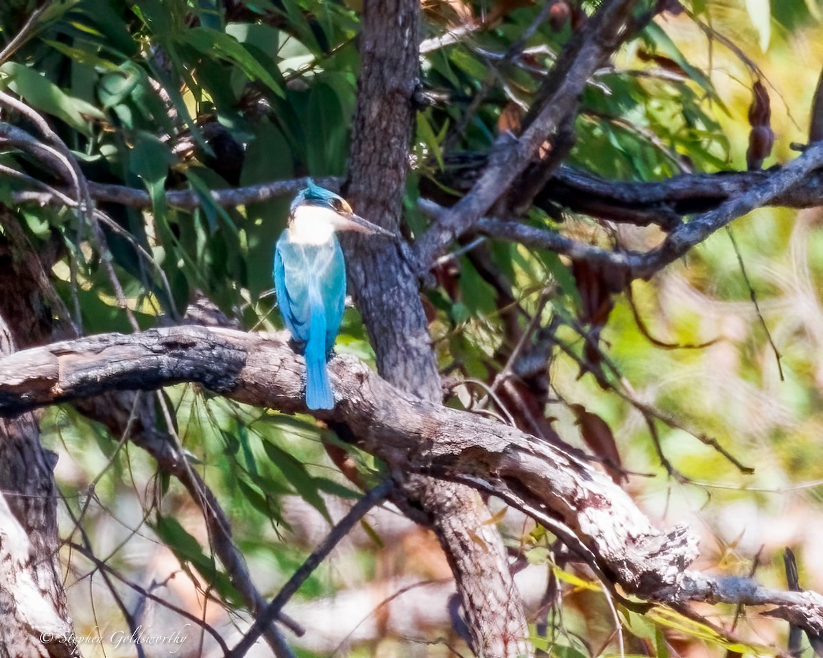 Sacred Kingfisher - ML642960389