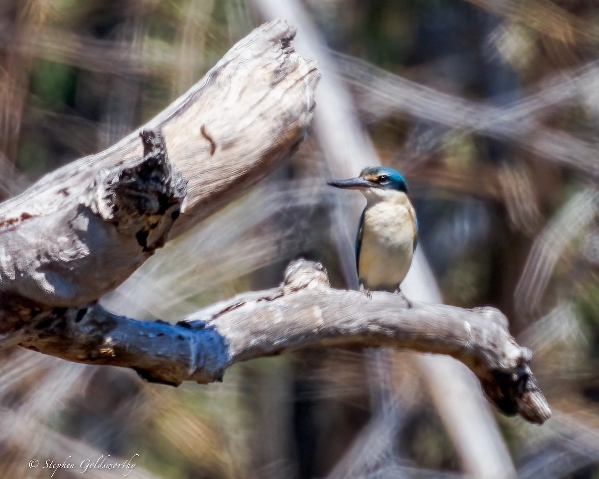 Sacred Kingfisher - ML642960390