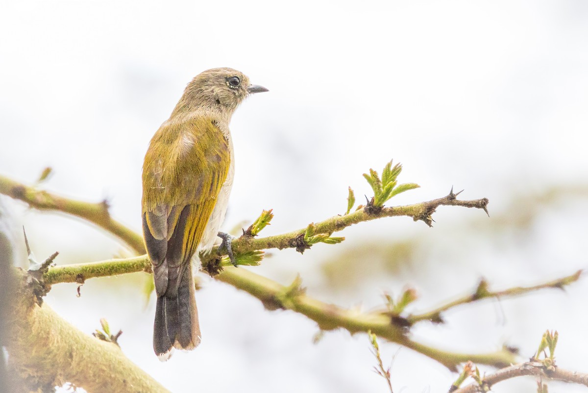 Green-backed Honeybird - ML642960392