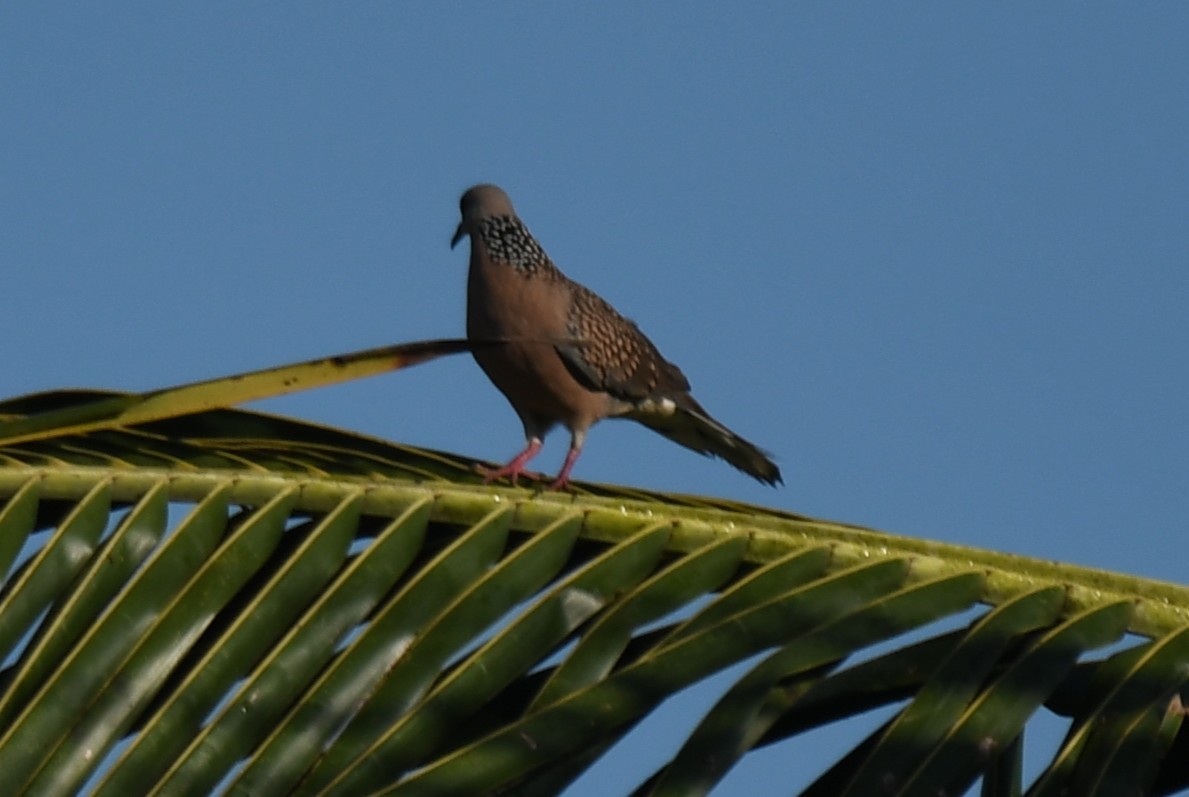 Spotted Dove - ML642960405