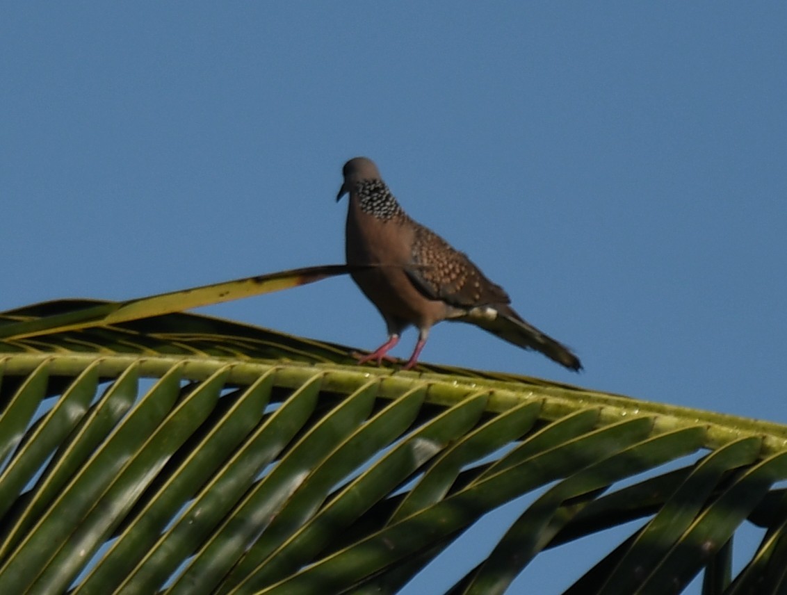Spotted Dove - ML642960407
