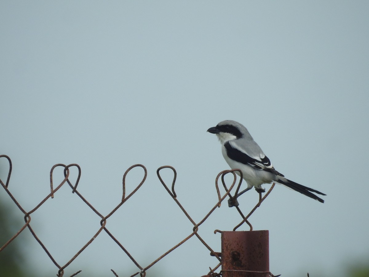 Great Gray Shrike - ML642960412