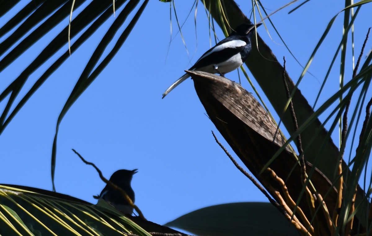 Oriental Magpie-Robin - ML642960455