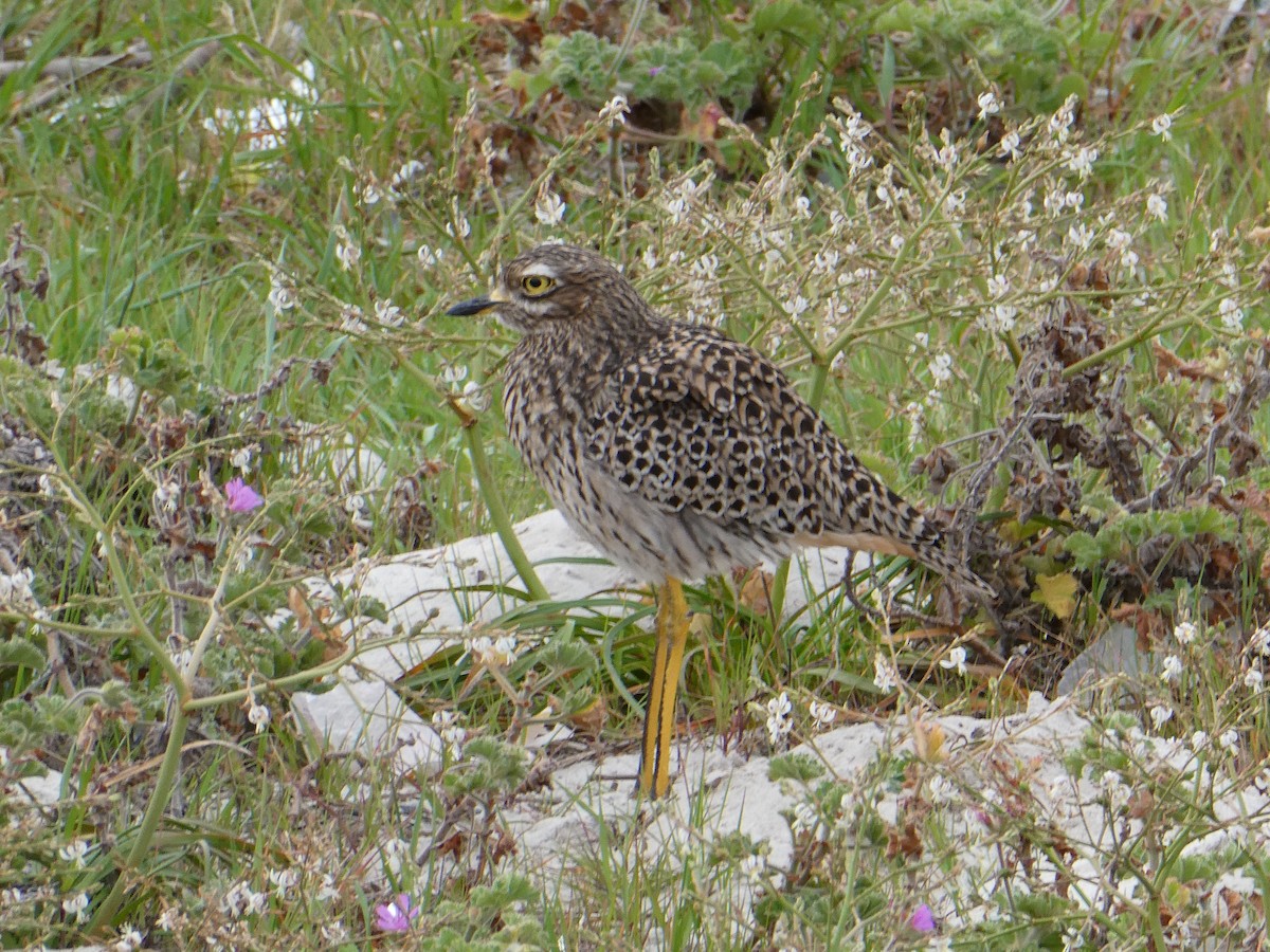 Spotted Thick-knee - ML642960456