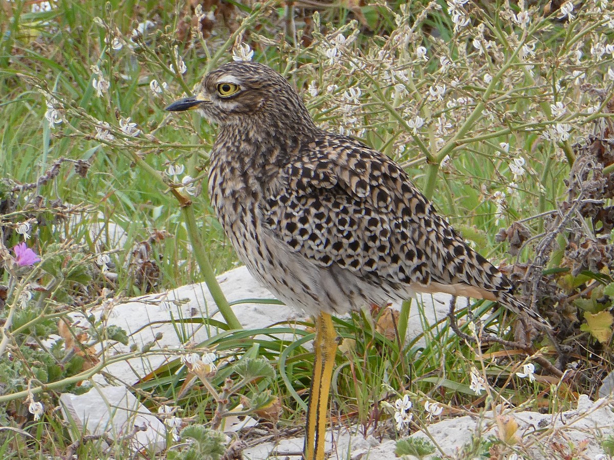 Spotted Thick-knee - ML642960466