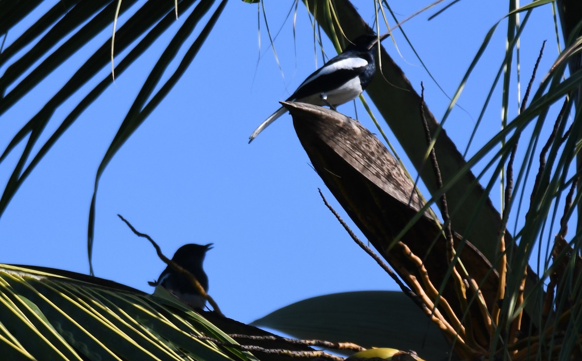 Oriental Magpie-Robin - ML642960467