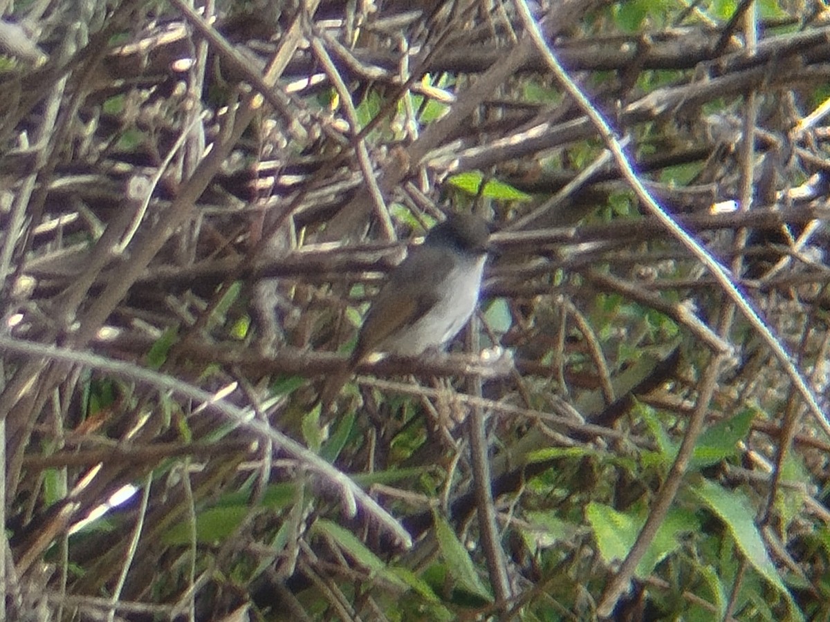 Flores Jungle Flycatcher - ML642960474