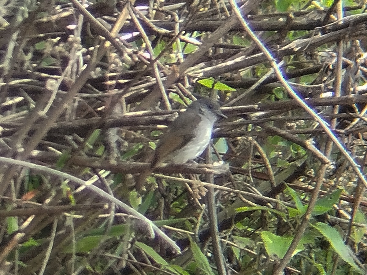 Flores Jungle Flycatcher - ML642960475