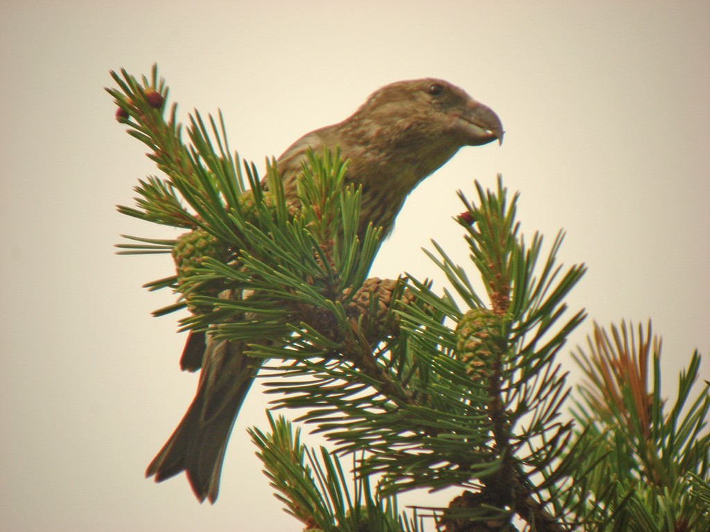 Parrot Crossbill - ML642960489