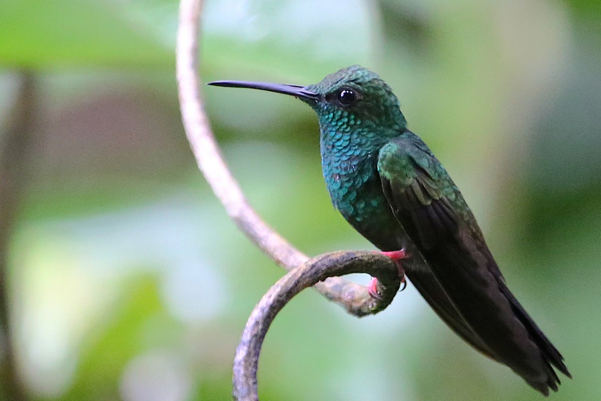 Bronze-tailed Plumeleteer - ML642960490