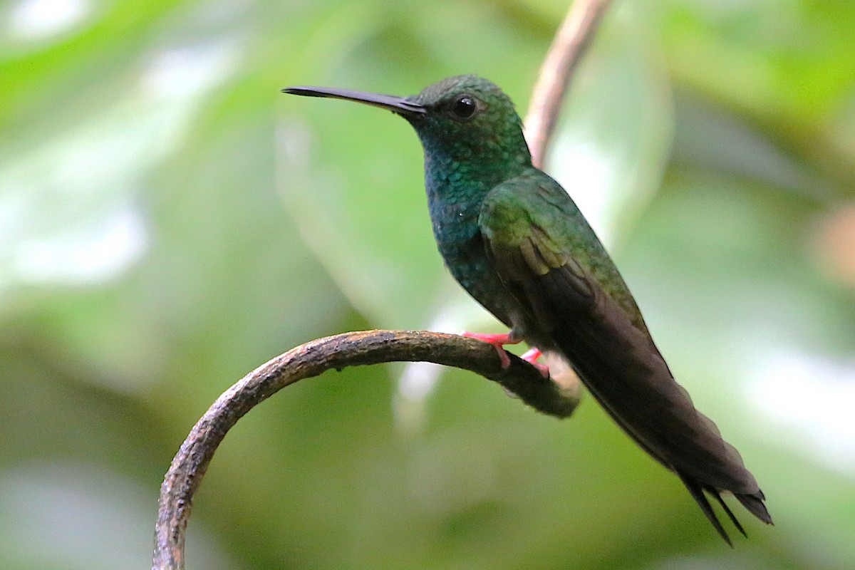 Bronze-tailed Plumeleteer - ML642960491