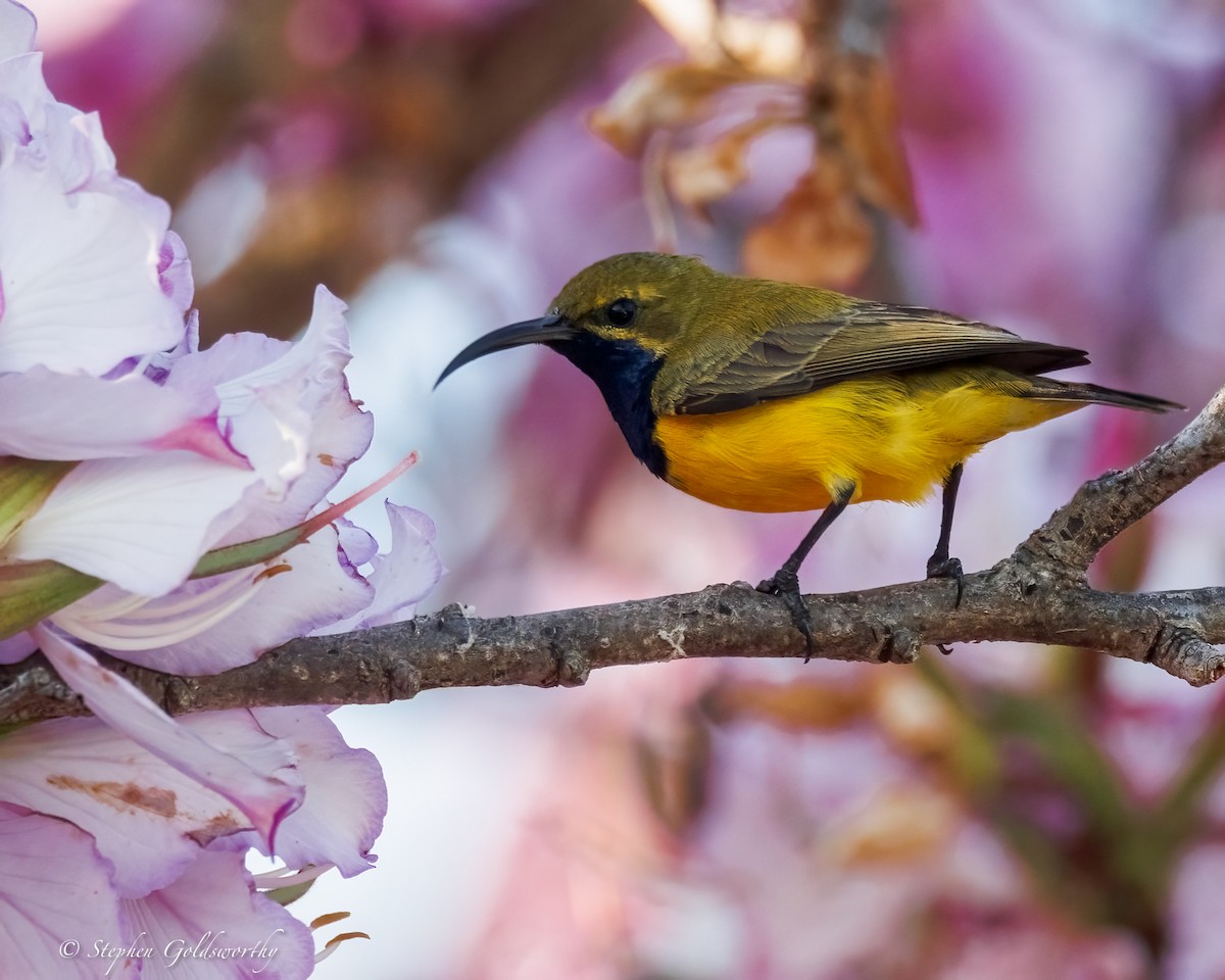 Sahul Sunbird - ML642960497