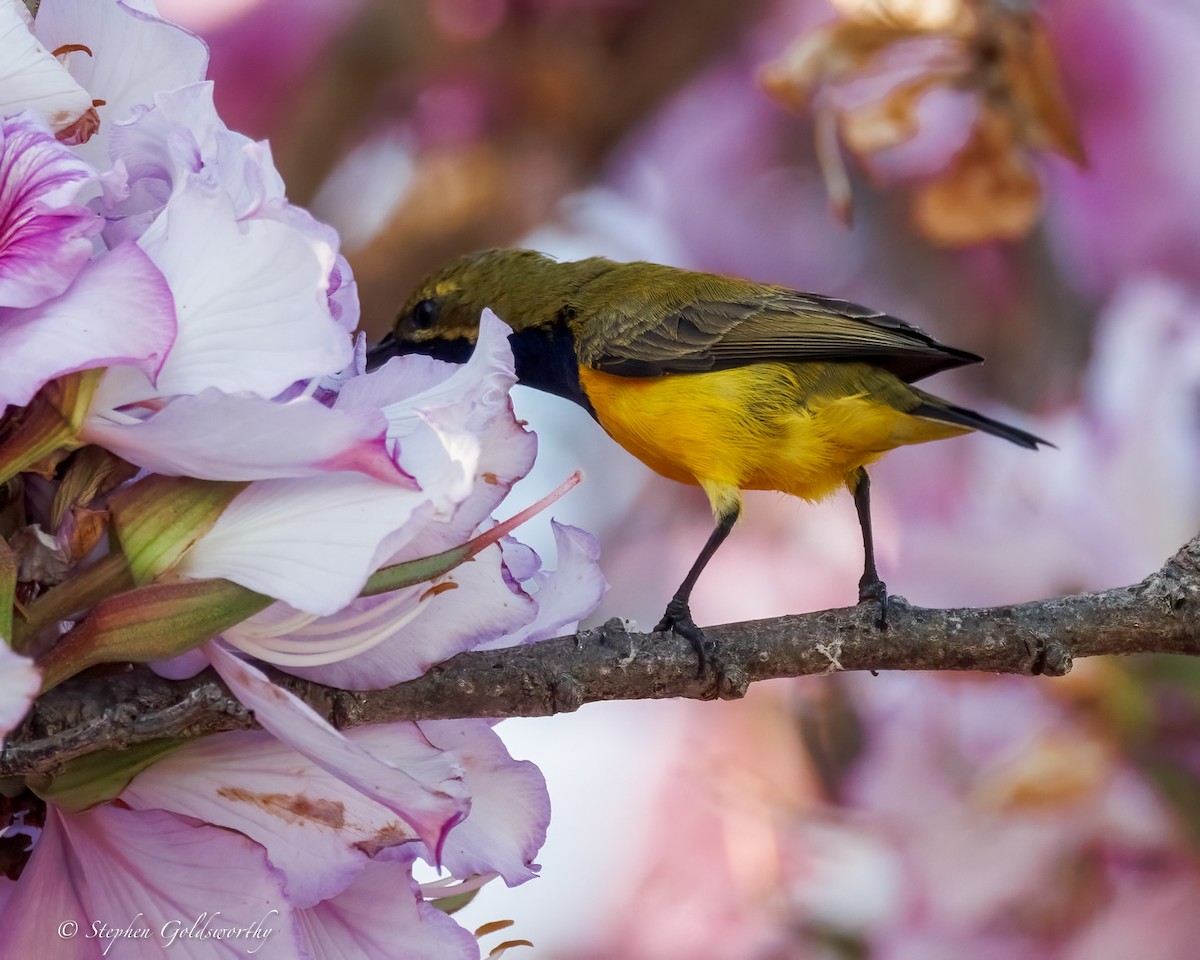 Sahul Sunbird - ML642960501