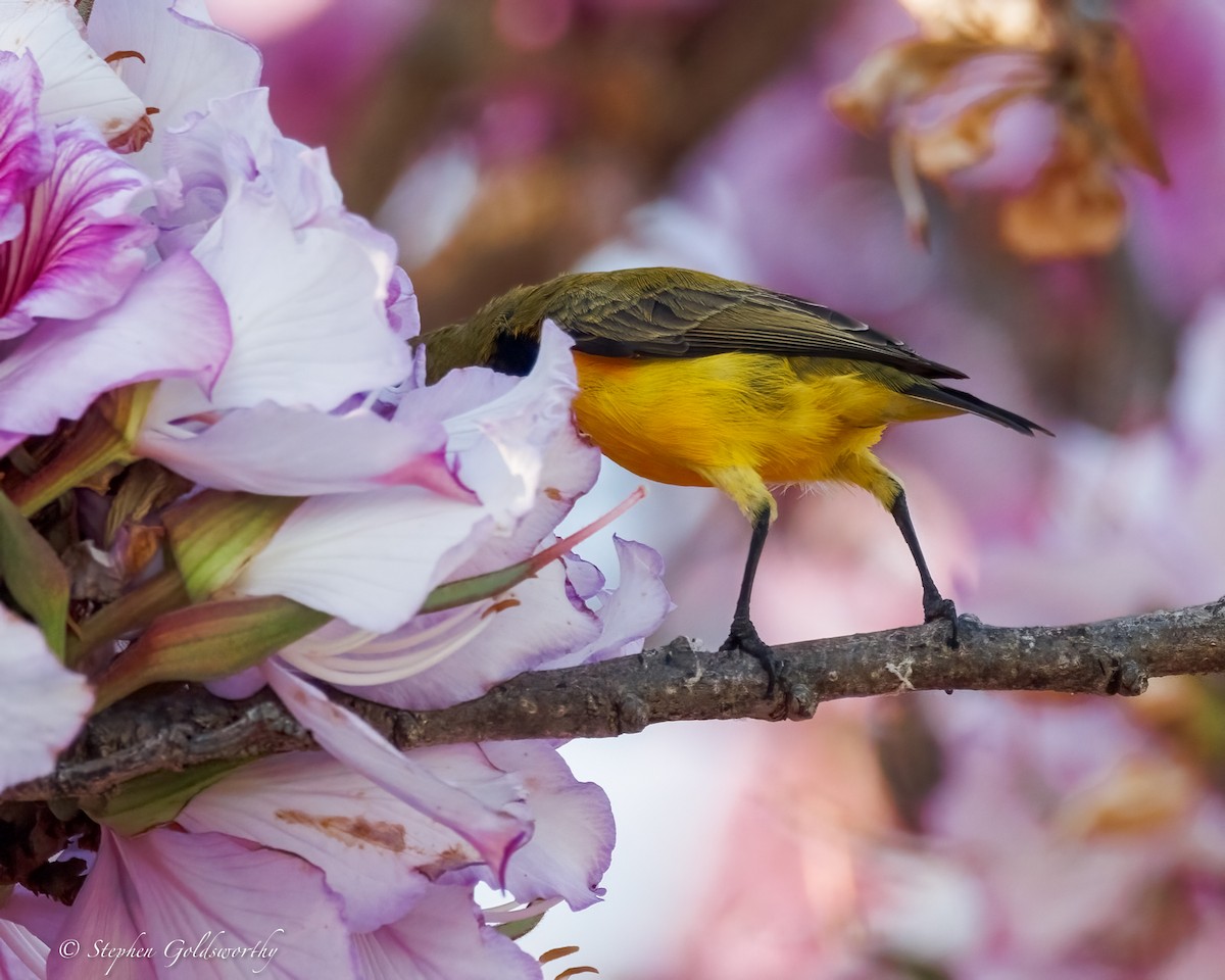 Sahul Sunbird - ML642960502