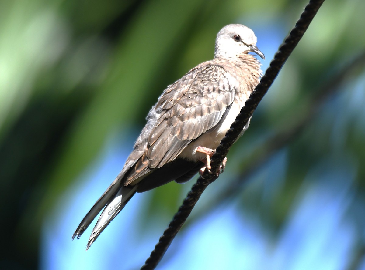 Spotted Dove - ML642960503