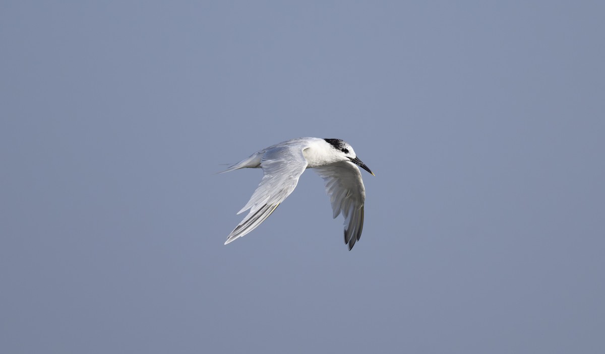 Sandwich Tern - Sunil Kini