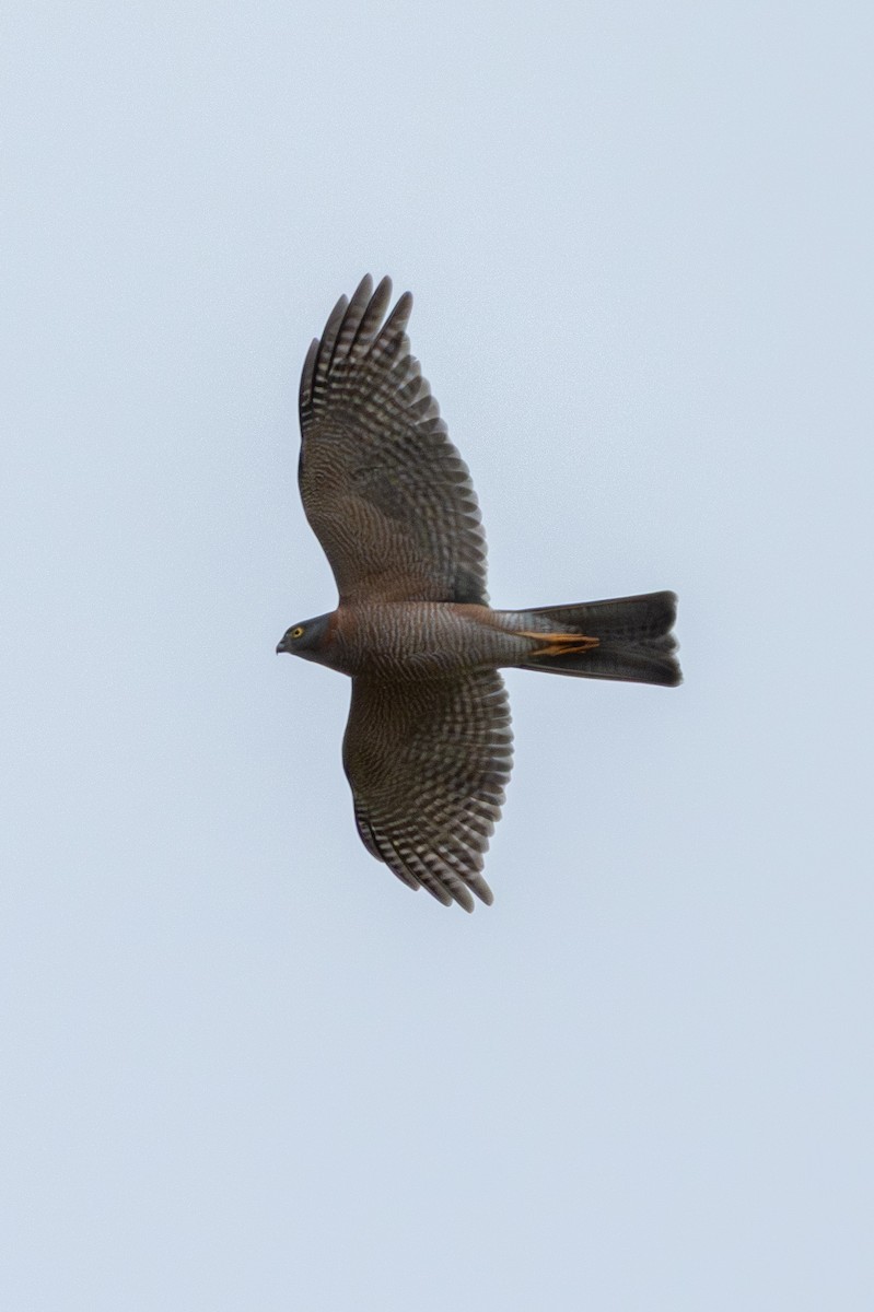 Collared Sparrowhawk - ML642960505