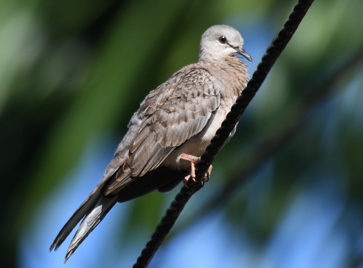 Spotted Dove - ML642960509